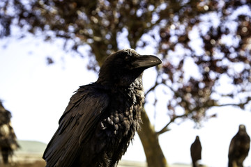 Wild black crow