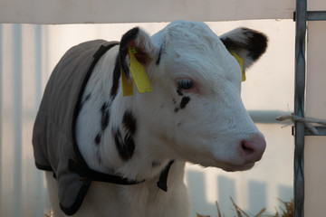 junges Kalb mit Kälber Decke in einer Box, Rinder Zucht