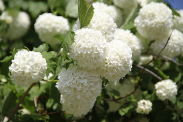 White snow balls viburnum tree