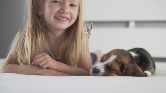The concept is a small child and a dog in the apartment. Toddler strokes sleeping puppy beagle in bed