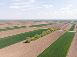 Aerial view of agriculture green wheat fields. Agriculture concept with grain fields in the spring