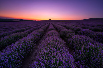 Fototapeta na wymiar Stunning view with a beautiful lavender field in a blue hour after sunset