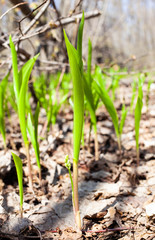 Blooming lily of the valley in a forest clearing