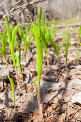 Blooming lily of the valley in a forest clearing
