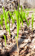 Blooming lily of the valley in a forest clearing