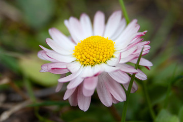 Fototapeta premium Yellow-purple daisy flower with grass closeup petals