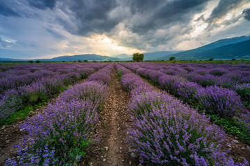Naklejka na ściany i meble Stunning view with a beautiful lavender field at sunset