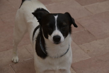 A white and black dog doing funny face. 