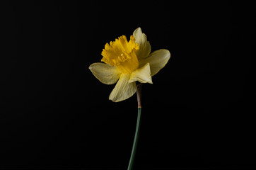 Naklejka na ściany i meble yellow narcissus flower on a black background