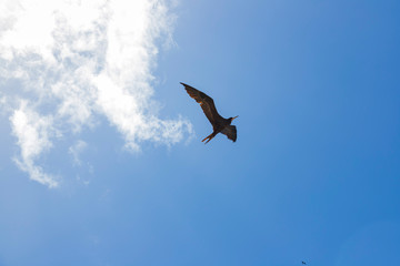 frigate bird flying in the sky symbolic of freedom