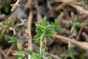 Small green grass in the spring garden on the background of branches