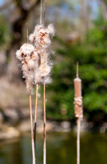 Seed heads of cattails (Typha latifolia) growing at the edge of a pond