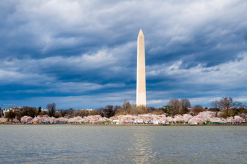 A view of the Washington Monument across the Tidal Basin under a cloudy sky during the Cherry Blossom Festival in Washington DC, USA