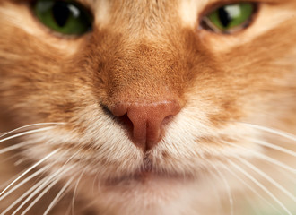 nose and mouth of an adult ginger cat with white mustache and green eyes