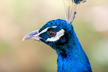Obraz premium Close up of a male Indian Peafowl (Pavo cristatus)