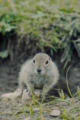 Beautiful fluffy little gopher on the summer lawn