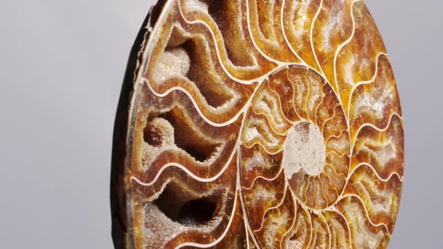 Sample of a beautiful natural raw pyritized ammonite specimen over white background