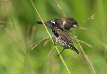 Bronze Mannakin. Finches eating seeds from the grass.