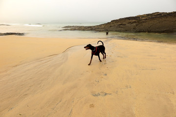 harlin bay cornwall covid 19 lockdown