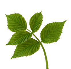 raspberry branch with green leaves isolated on white background