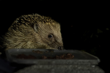 Hedgehog at night eating food