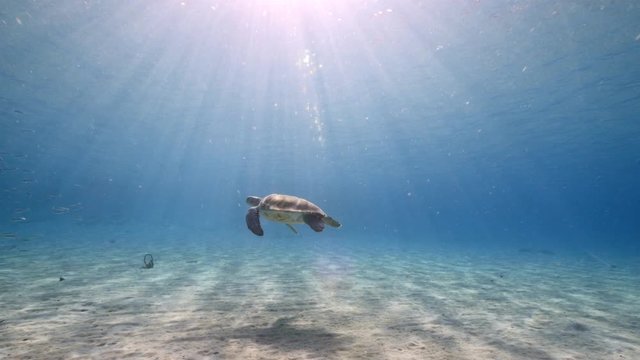 Green Sea Turtle swim in shallow water of coral reef in Caribbean Sea / Curacao with view to surface and sunbeams