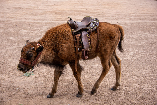 buffalo calf with saddle