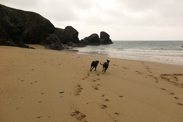 Porthcothan bay cornwall uk dogs on the beach covid19 lockdown