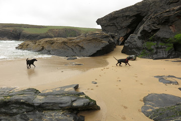 Porthcothan bay cornwall uk dogs on the beach covid19 lockdown