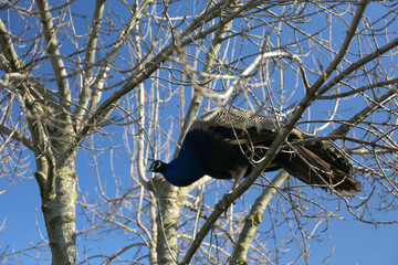 Peacock stands on tree branch.