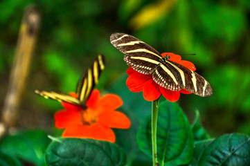 Two beautiful butterflies sitting on red flowers with a slightly blurred background, Colombia,...