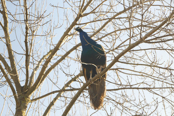 Peacock stands on tree branch.