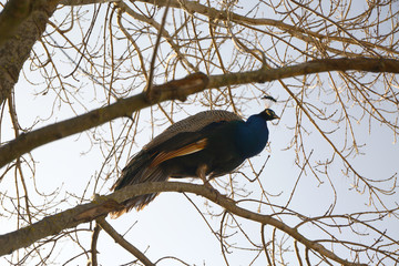 Peacock stands on tree branch.