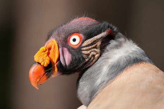 Portrait of king vulture