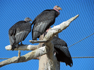 California Condor is the largest North American land bird