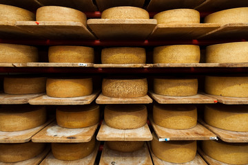 Wheels of raw cow milk cheese in creamery