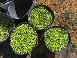 The olive harvest in Andalucia. Olive trees and olives from Jaén province. Extra virgin olive oil.