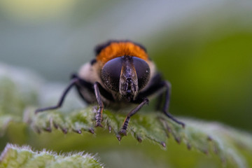 Mouche
