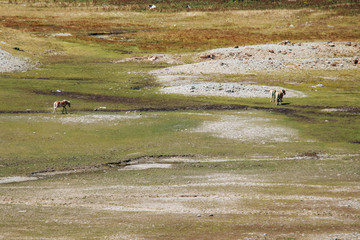 herd of horses on the river in the mountains of italy