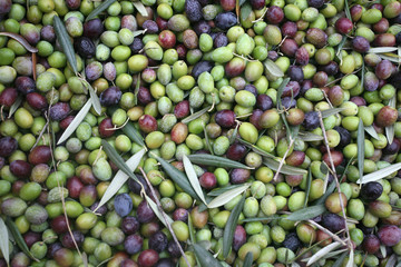 The olive harvest in Andalucia. Different olive varieties. Olive trees and olives from Jaén (Spain). Extra virgin olive oil.