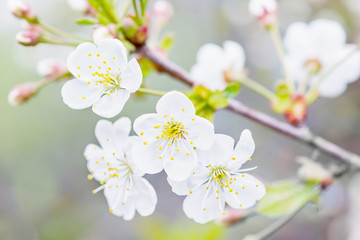 Beautiful white flowers close-up. Spring flowering cherry. Selective focus