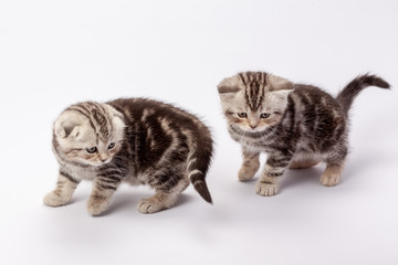 Two gray striped scottish fold kittens