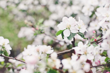 A branch of blooming apple tree
