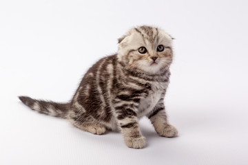 Fototapeta na wymiar A gray striped scottish fold kitten