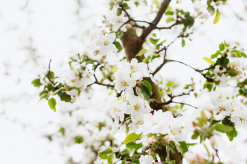A branch of blooming apple tree