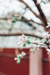 A branch of blooming apple tree
