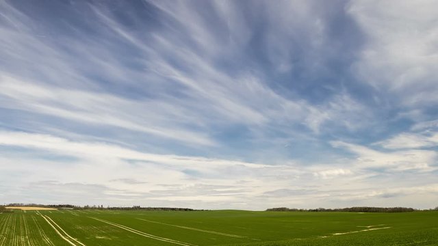 Plumose clouds in the blue sky, nature background, time lapse. Spring field landscape.