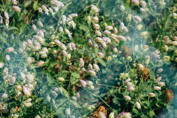 Feldblumen am Wegesrand hinter Maschendraht