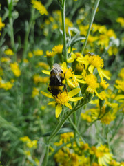 bee at patagonic wild flowers