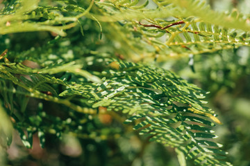 fern in the garden
